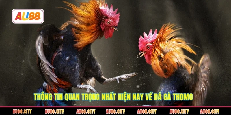 Thông tin quan trọng nhất hiện nay về đá gà Thomo